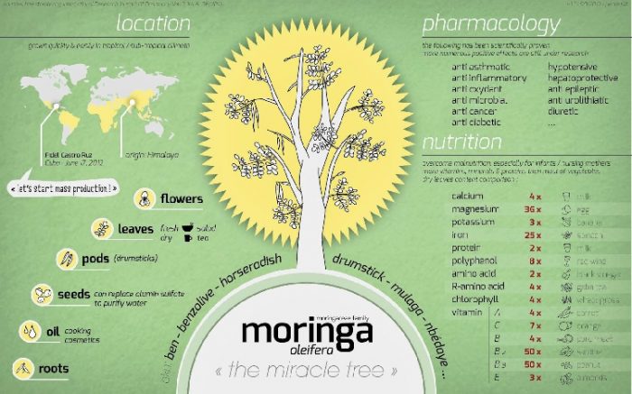Moringa tree